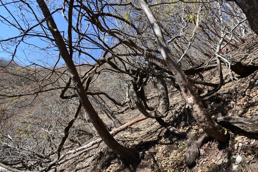 f:id:threepeaks:20211118205018j:plain