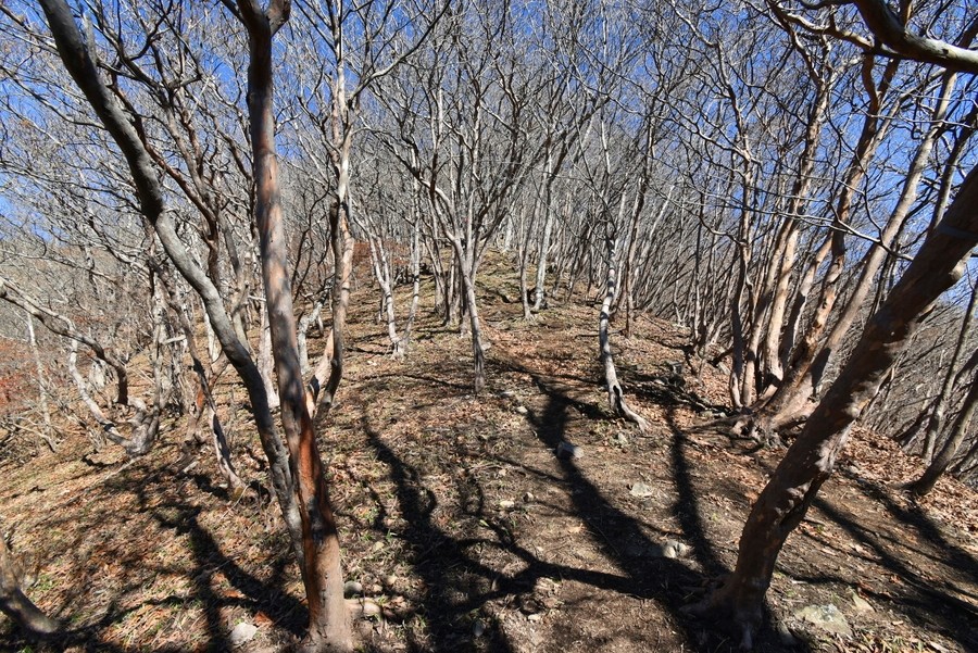 f:id:threepeaks:20211118210430j:plain