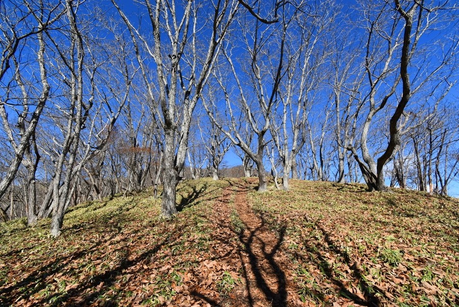 f:id:threepeaks:20211118210854j:plain