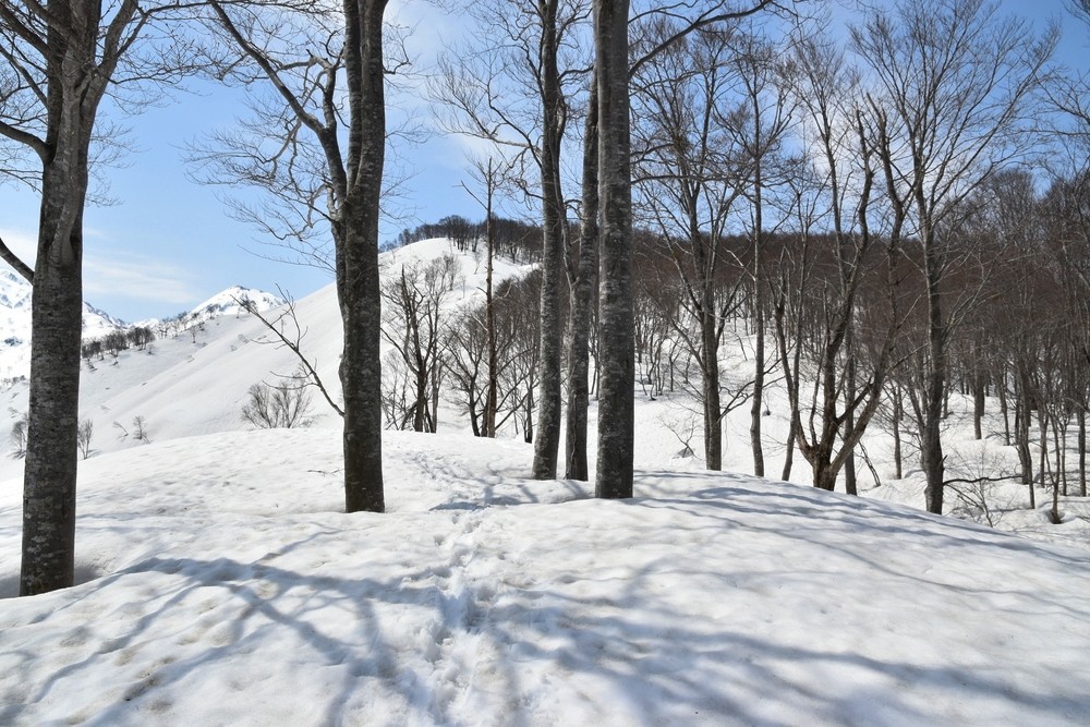 f:id:threepeaks:20220409213858j:plain