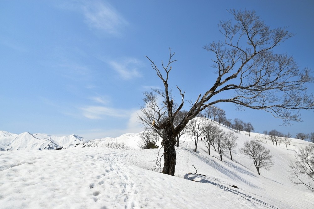 f:id:threepeaks:20220409215646j:plain