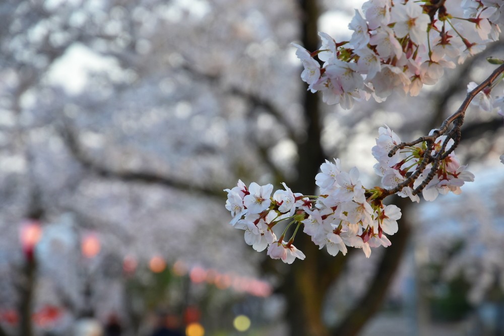 f:id:threepeaks:20220413221930j:plain