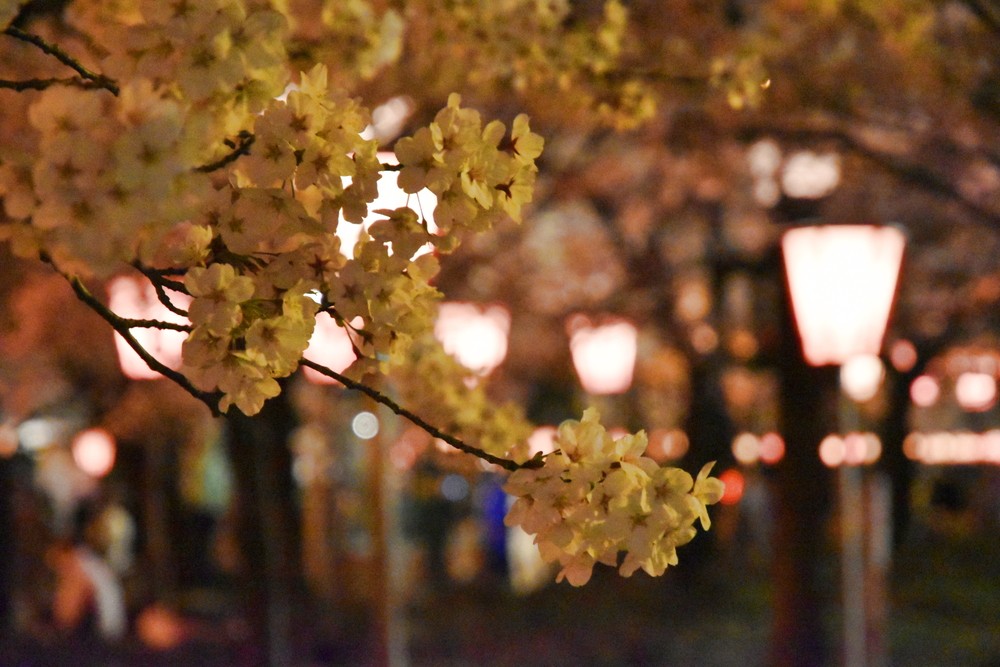 f:id:threepeaks:20220414204547j:plain