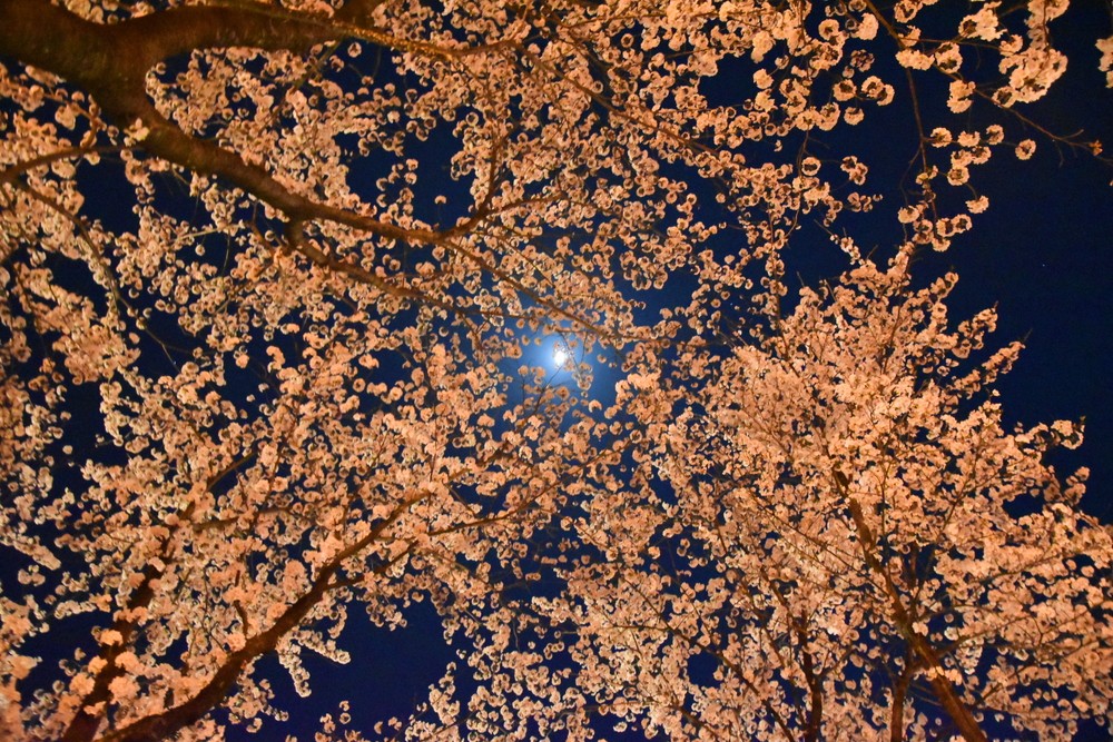 f:id:threepeaks:20220414204601j:plain