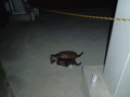 20110325235922