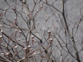 20110406121207