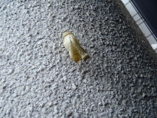 f:id:thtitdte-gmail-com:20110610151334j:image