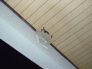 f:id:thtitdte-gmail-com:20110618022546j:image