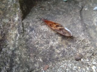 f:id:thtitdte-gmail-com:20110818152622j:image