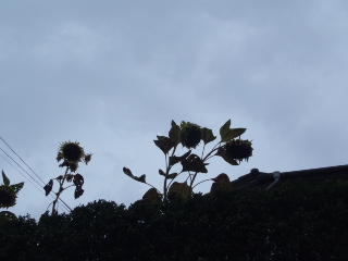 f:id:thtitdte-gmail-com:20110821155854j:plain