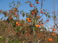 20111113091024