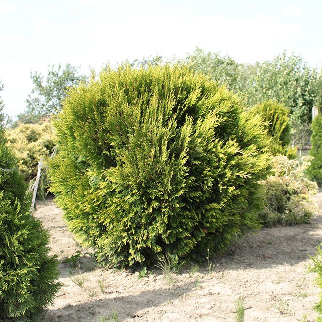 как сажать тую