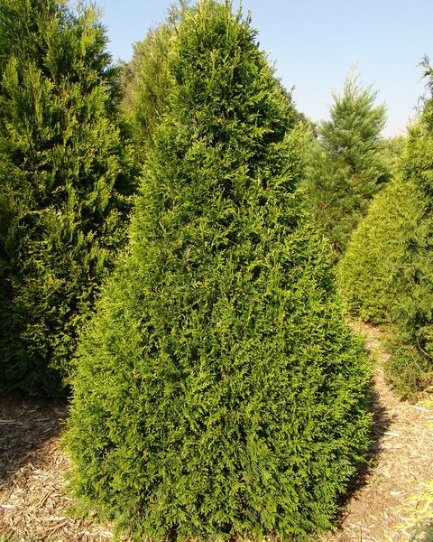 Вредители и болезни туи