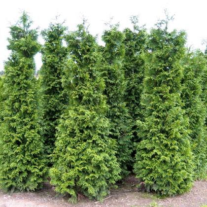 размножение туи 2