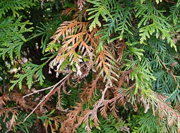 f:id:thuja:20190901184750j:plain