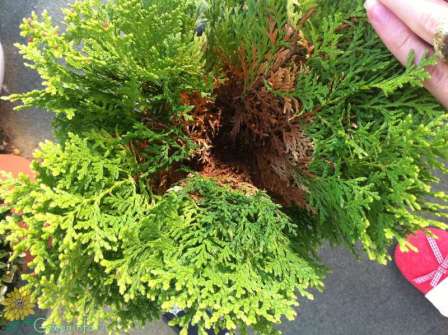 f:id:thuja:20190901184834j:plain