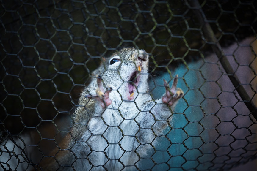 f:id:thurstar:20170605175646j:plain