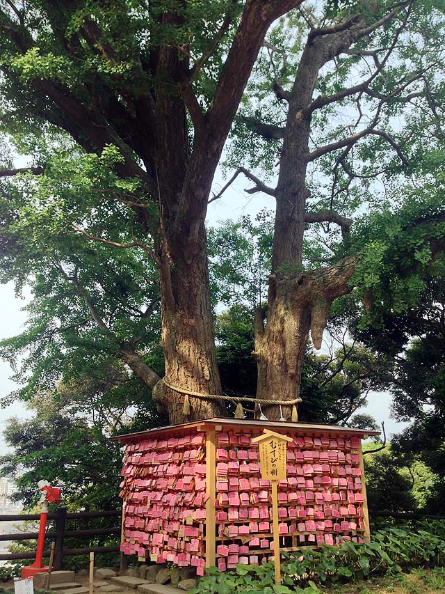 江島神社境内にある幹が2つ、根が1つの大銀杏「むすびの樹」