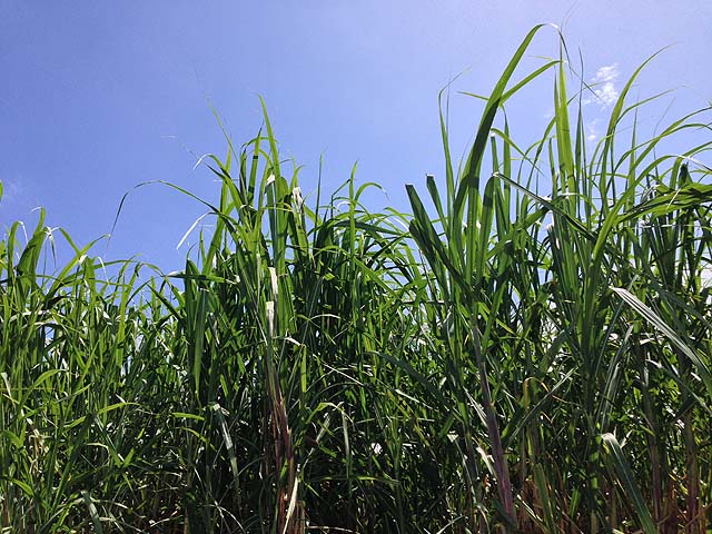 f:id:thyself2005:20150407152420j:plain