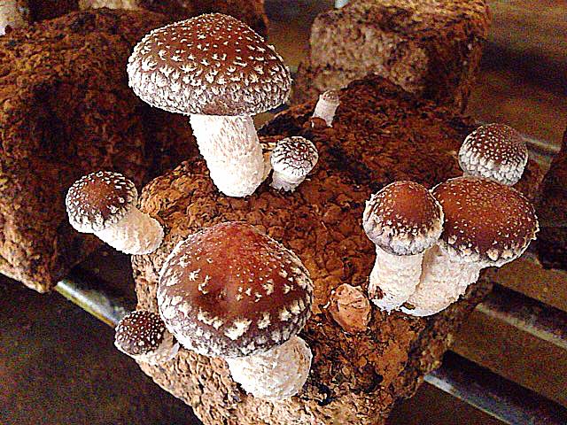 完全無農薬でハウス栽培されるジャンボしいたけ@千葉「佐倉きのこ園」 完全無農薬でハウス栽培されるジャンボしいたけ@千葉「佐倉きのこ園」