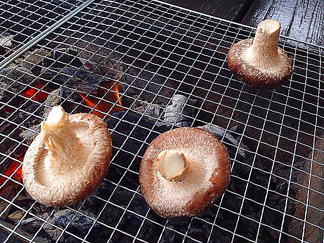 網の上に乗せて焼かれるジャンボしいたけ@千葉「佐倉きのこ園」 網の上に乗せて焼かれるジャンボしいたけ@千葉「佐倉きのこ園」