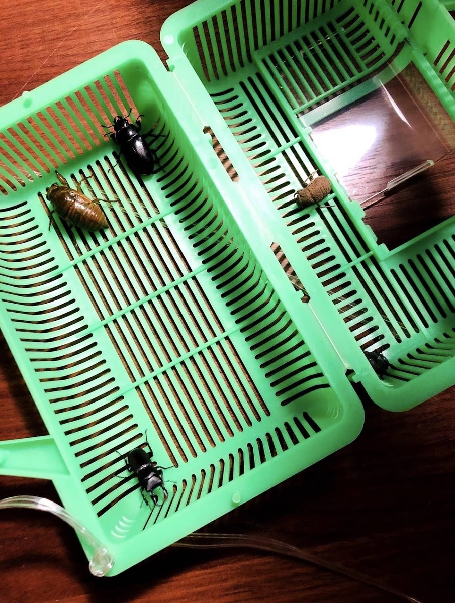 f:id:ti_taka:20210906222833j:plain