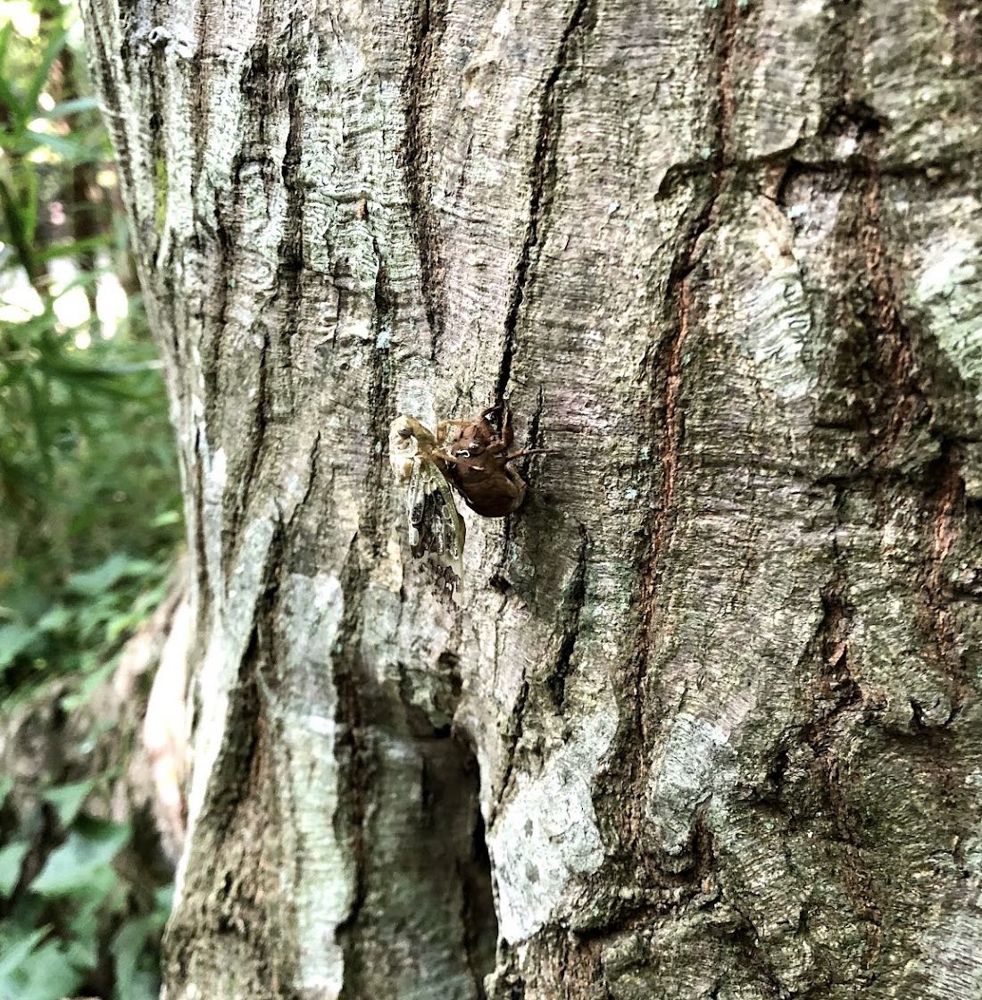 f:id:ti_taka:20210906223315j:plain