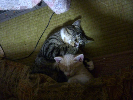 f:id:tibajyutubu:20110219212547j:image f:id:tibajyutubu:20110219212547j:image