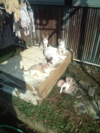 f:id:tibajyutubu:20110219215718j:image f:id:tibajyutubu:20110219215718j:image