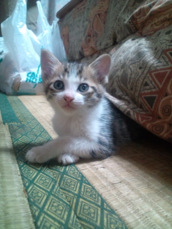 f:id:tibajyutubu:20110219215721j:image f:id:tibajyutubu:20110219215721j:image