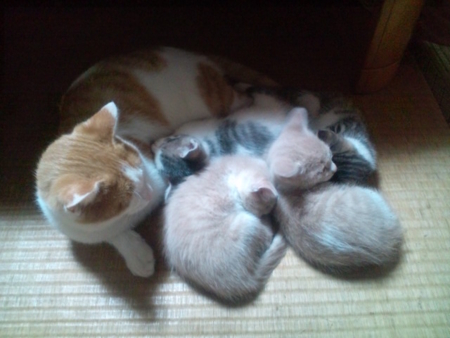 f:id:tibajyutubu:20110219215722j:image f:id:tibajyutubu:20110219215722j:image