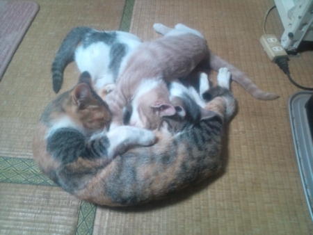 f:id:tibajyutubu:20110222175205j:image f:id:tibajyutubu:20110222175205j:image