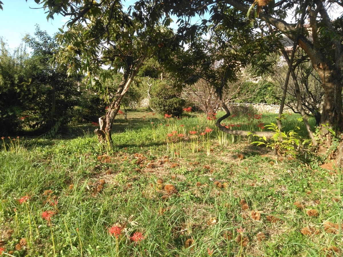 f:id:tiboko:20190929083257j:plain