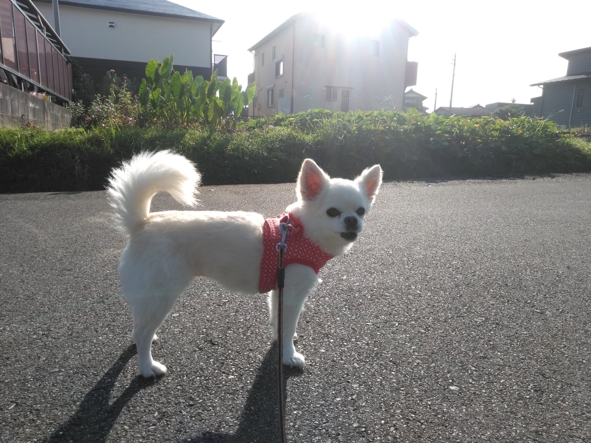 f:id:tiboko:20190929083353j:plain