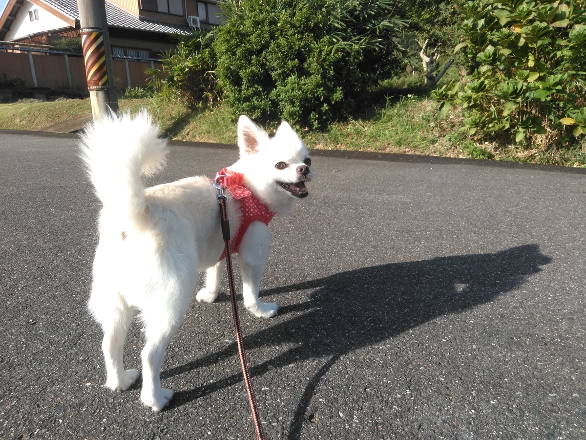 f:id:tiboko:20190929083412j:plain