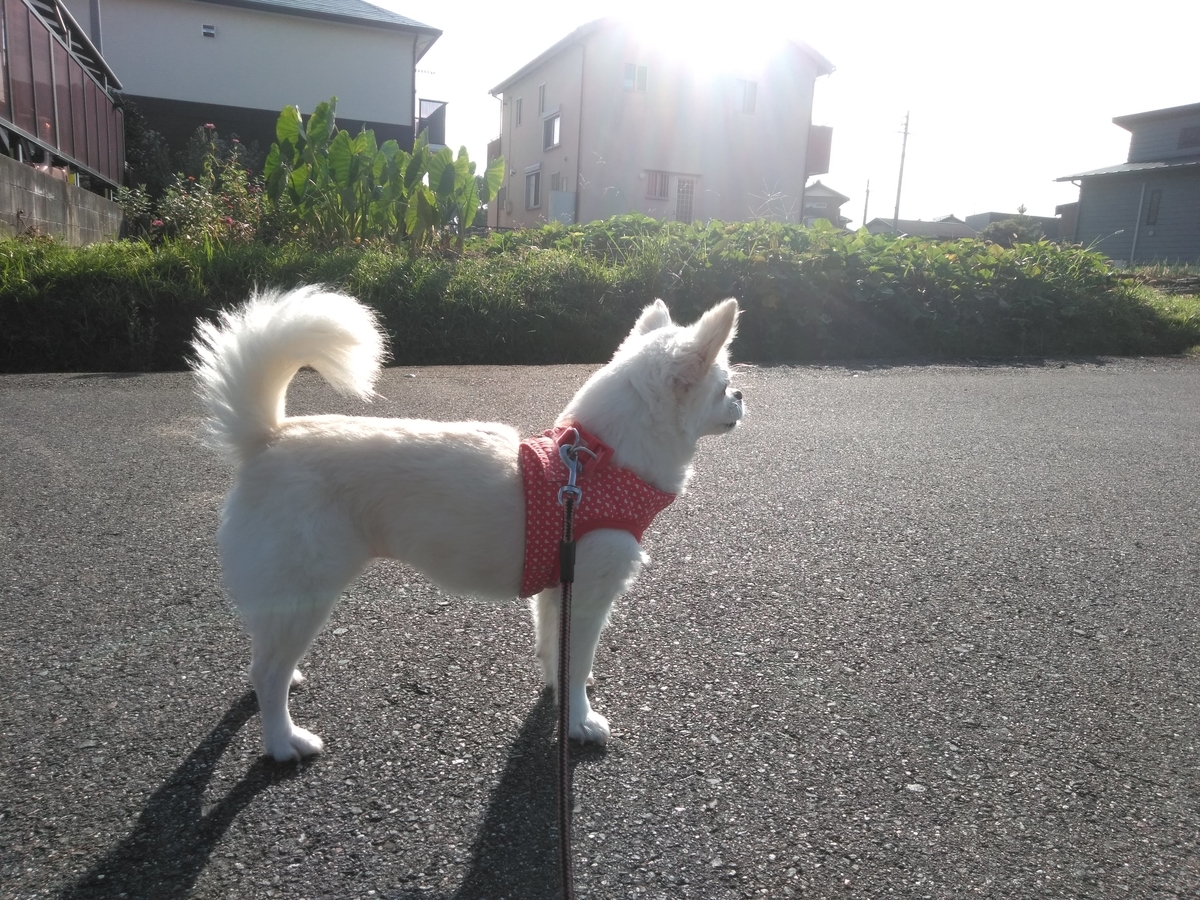 f:id:tiboko:20190929083502j:plain