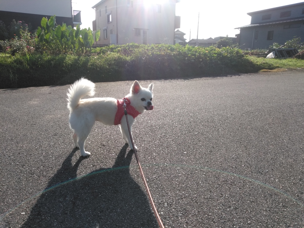 f:id:tiboko:20190929083524j:plain