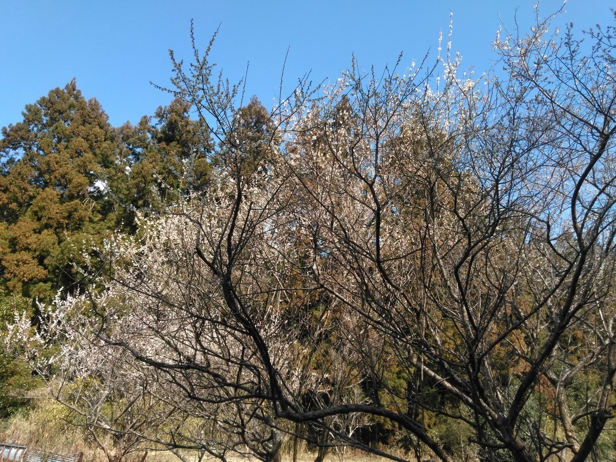 f:id:tiboko:20200227054401j:plain f:id:tiboko:20200227054401j:plain