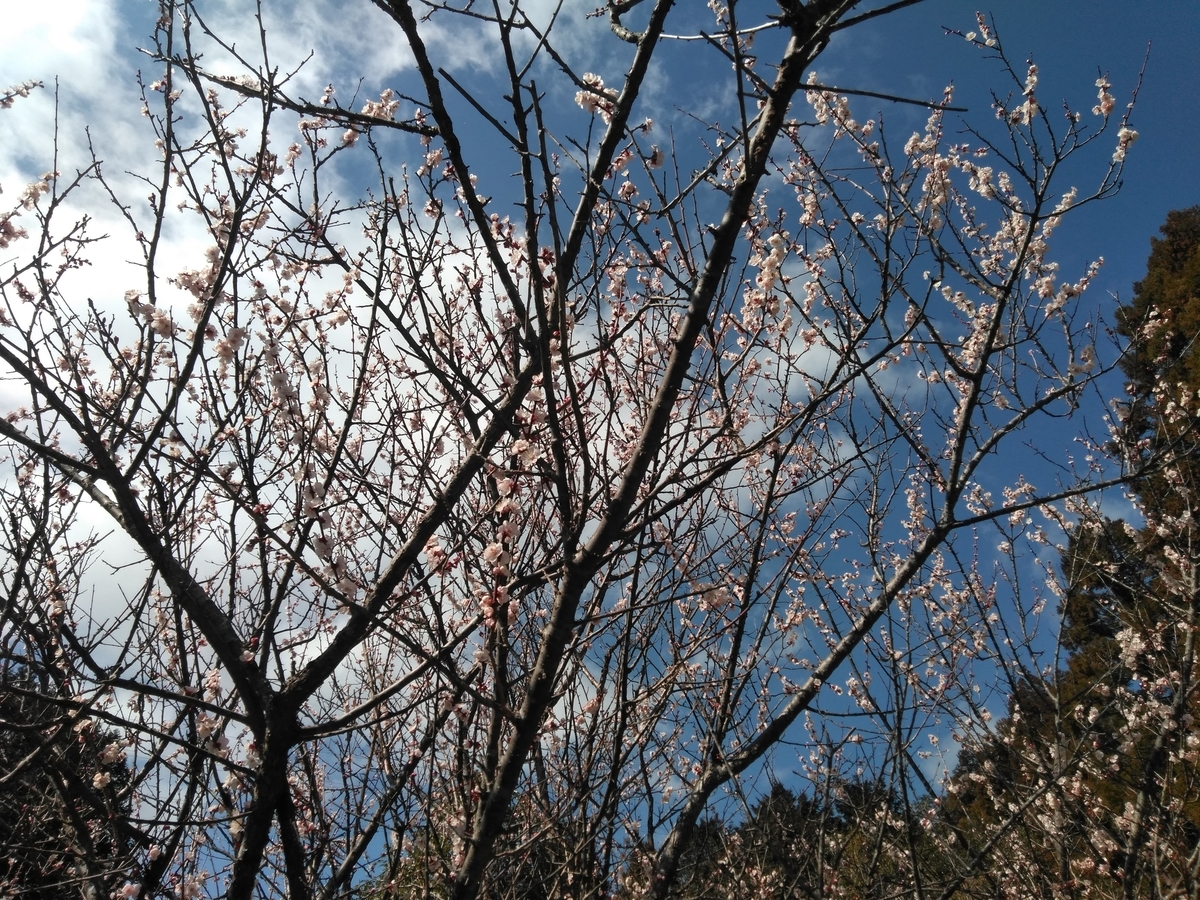 f:id:tiboko:20200227054601j:plain f:id:tiboko:20200227054601j:plain