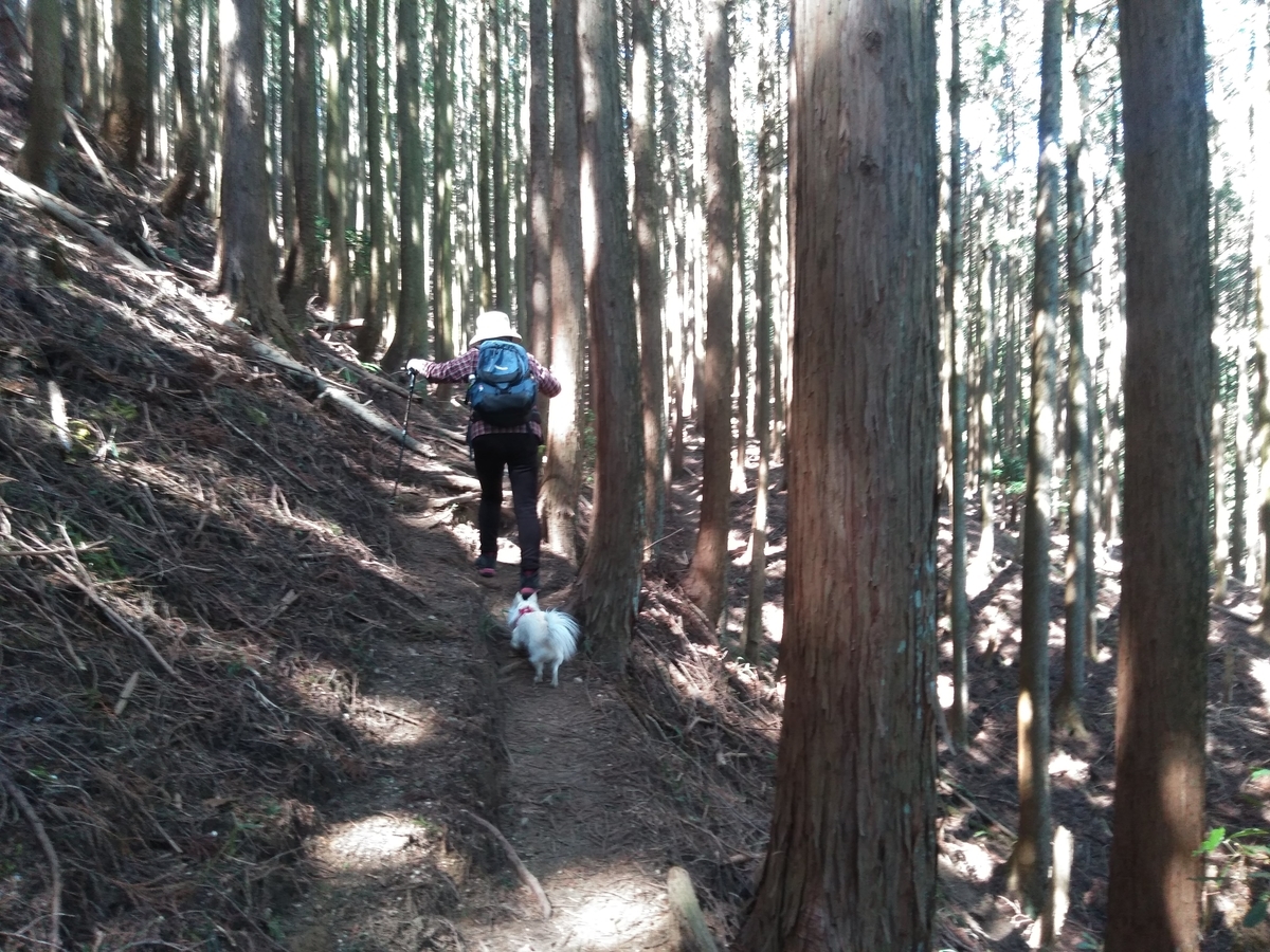 f:id:tiboko:20200326052341j:plain f:id:tiboko:20200326052341j:plain