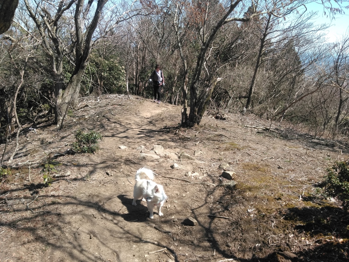 f:id:tiboko:20200326052453j:plain f:id:tiboko:20200326052453j:plain