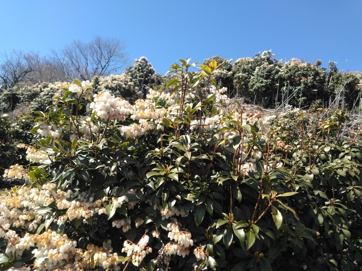 f:id:tiboko:20200326052543j:plain f:id:tiboko:20200326052543j:plain