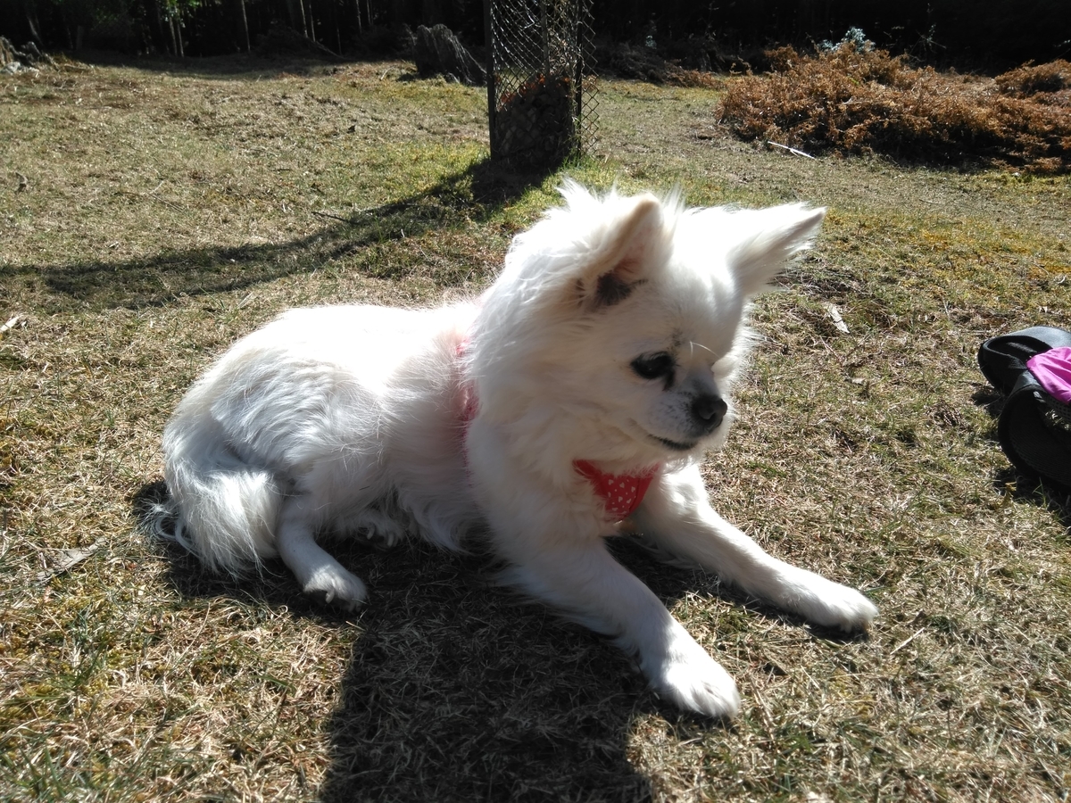 f:id:tiboko:20200326052957j:plain f:id:tiboko:20200326052957j:plain