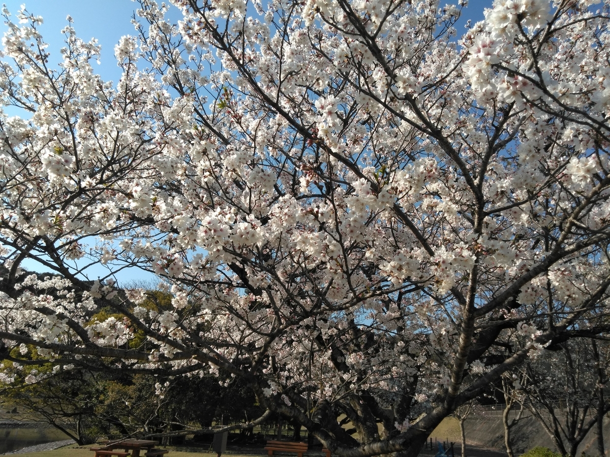 f:id:tiboko:20200412054514j:plain