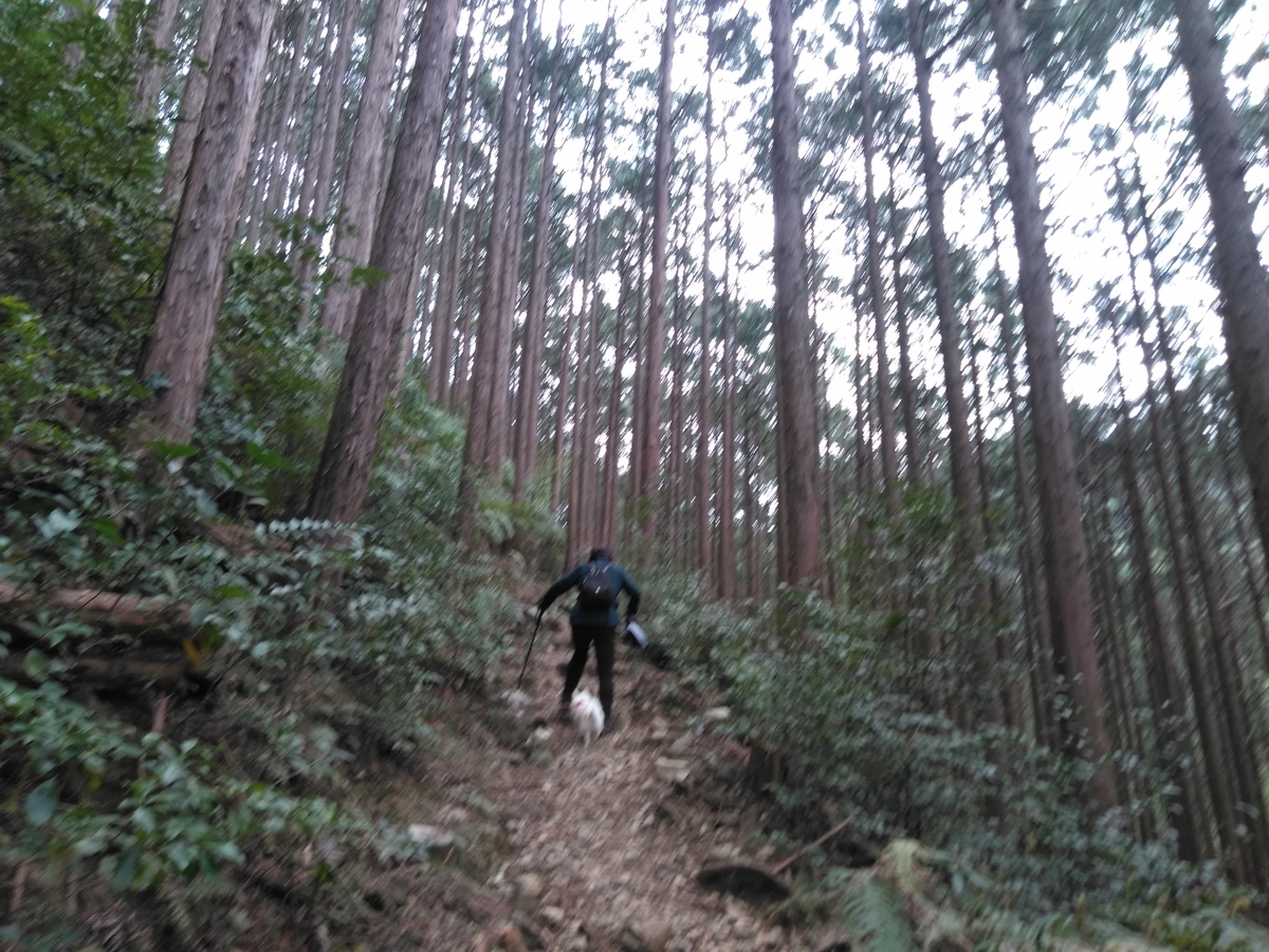 f:id:tiboko:20200413071636j:plain f:id:tiboko:20200413071636j:plain