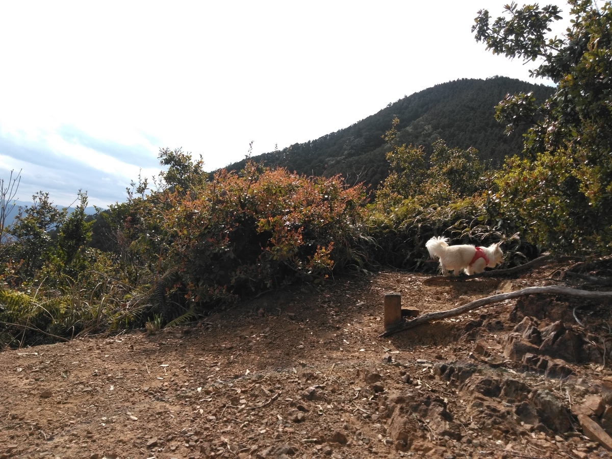 f:id:tiboko:20200413071851j:plain f:id:tiboko:20200413071851j:plain