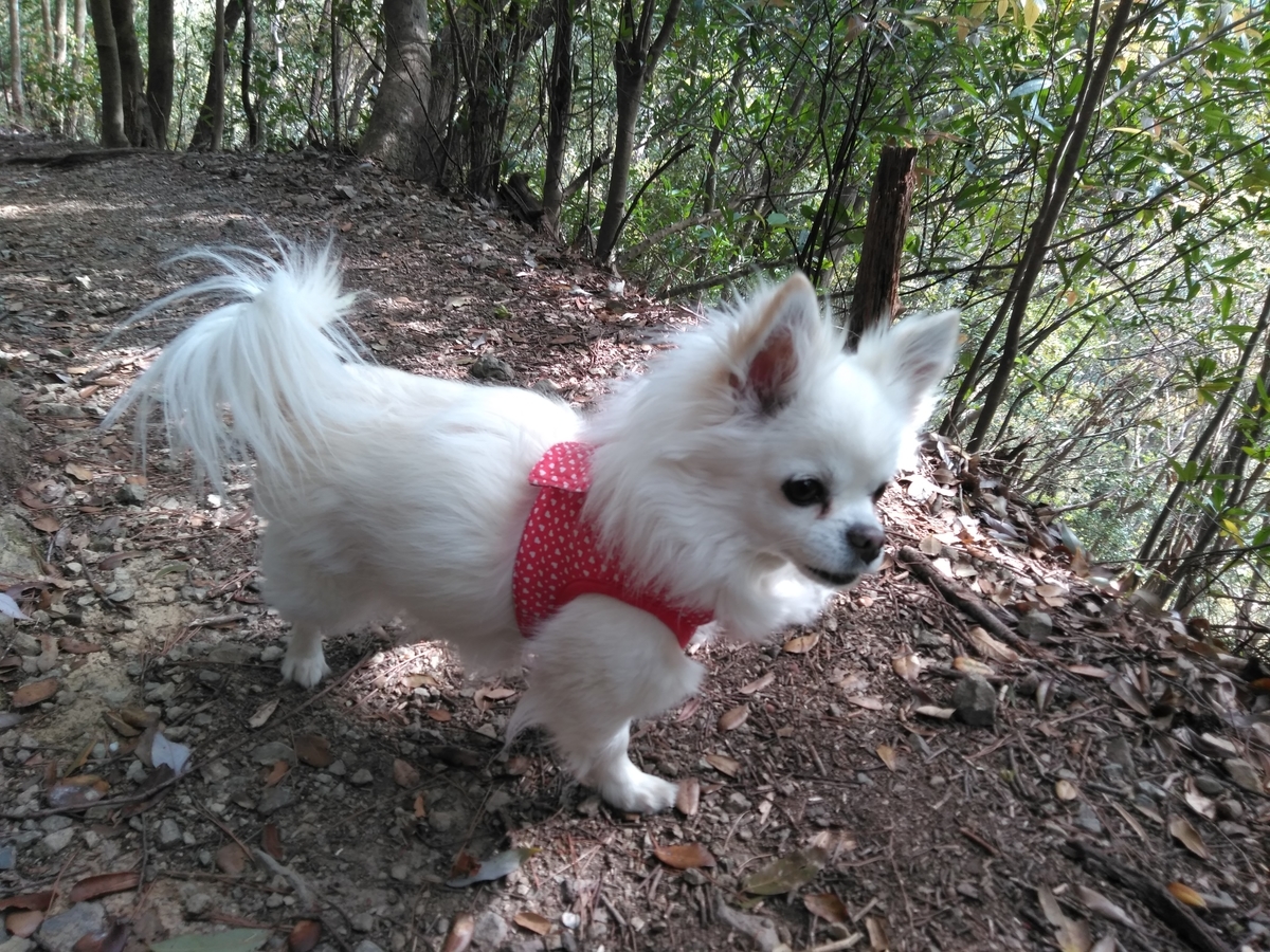 f:id:tiboko:20200413072004j:plain f:id:tiboko:20200413072004j:plain