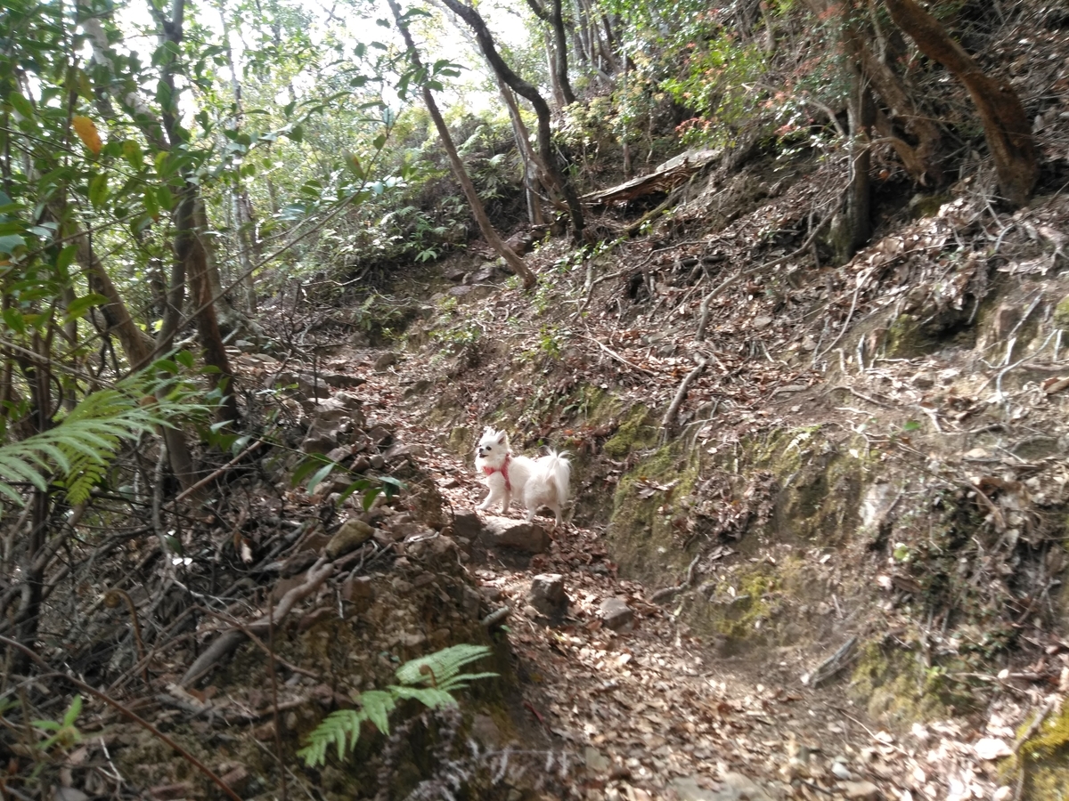 f:id:tiboko:20200413072030j:plain f:id:tiboko:20200413072030j:plain