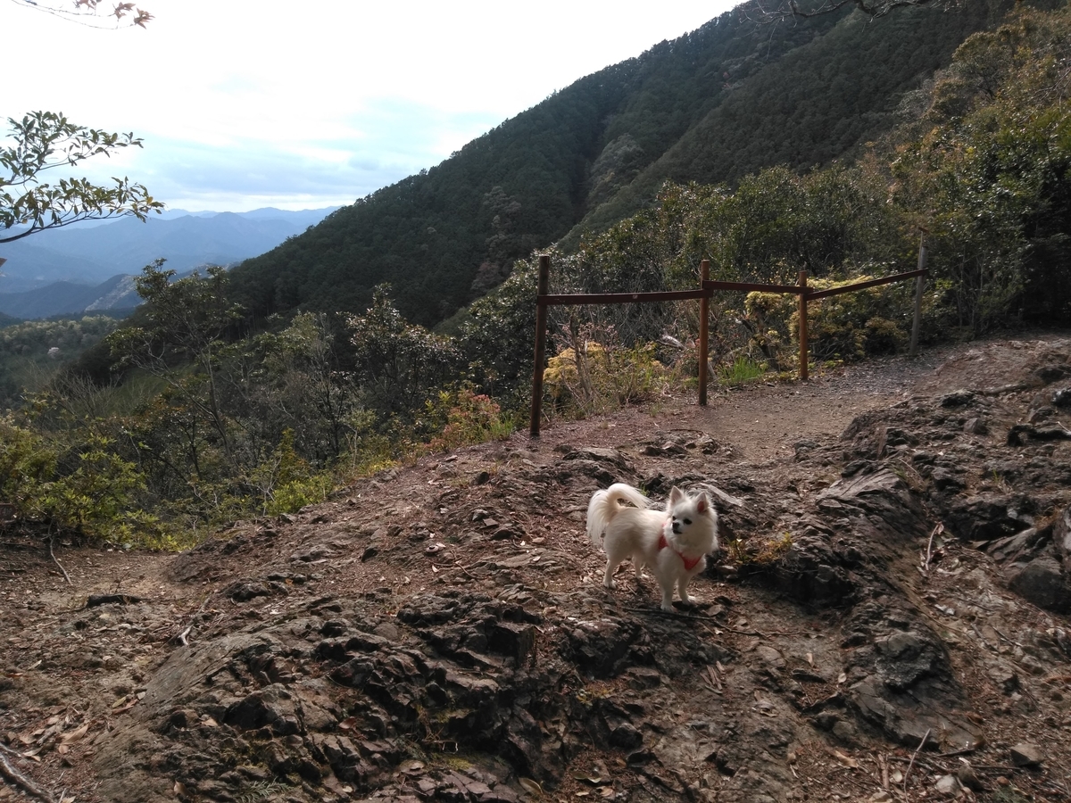 f:id:tiboko:20200413072201j:plain f:id:tiboko:20200413072201j:plain