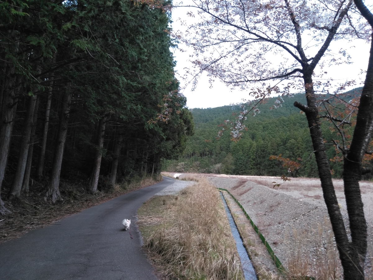 f:id:tiboko:20200413072227j:plain f:id:tiboko:20200413072227j:plain